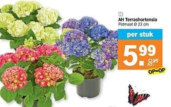 Albert Heijn Ah terrashortensia aanbieding