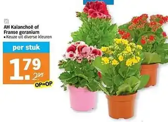 Ah kalanchoë of franse geranium