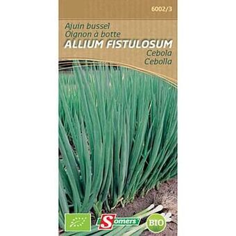 Somers ajuin bussel ’Allium fistulosum’