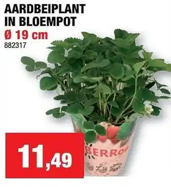 Aardbeiplant in bloempot