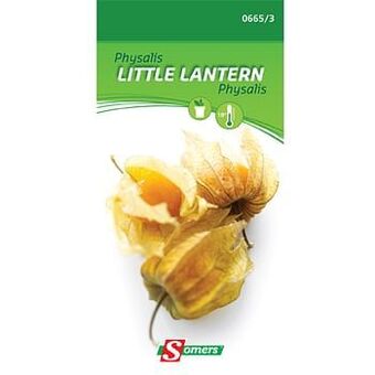 Somers zaad pakket physalis ’Little Lantern’