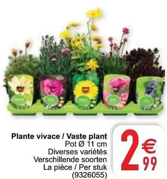 Cora Plante vivace - vaste plant 11cm aanbieding