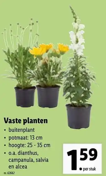 Lidl Vaste planten aanbieding