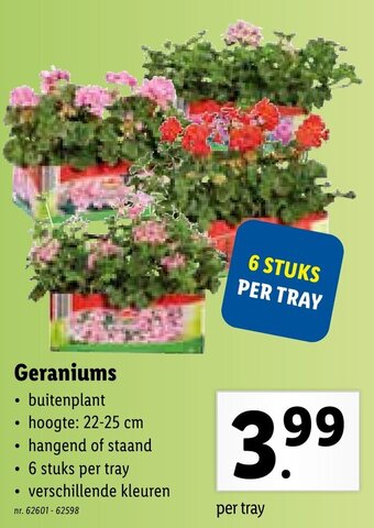 Geraniums