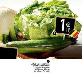 Cora Laitue ou concombre sla of komkommer aanbieding