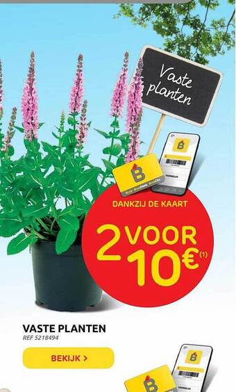 Brico Vaste Planten aanbieding