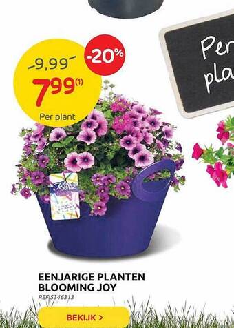 Brico Eenjarige Planten Blooming Joy aanbieding