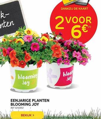 Brico Eenjarige Planten Blooming Joy aanbieding