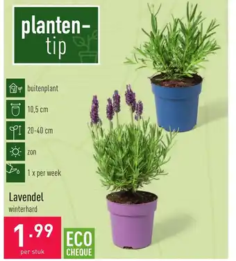 ALDI Lavendel winterhard aanbieding