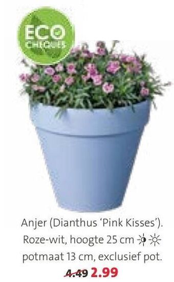 Anjer dianthus pink kisses