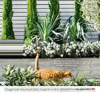 Zegge carex irish green