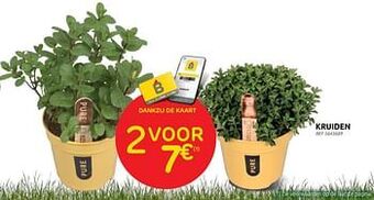 Brico Kruiden aanbieding
