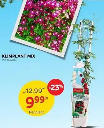 Brico Klimplant mix aanbieding