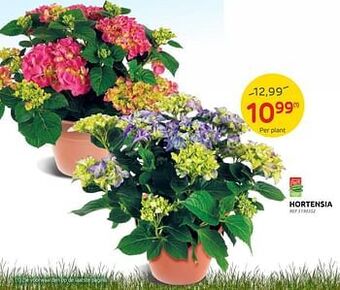 Brico Hortensia aanbieding