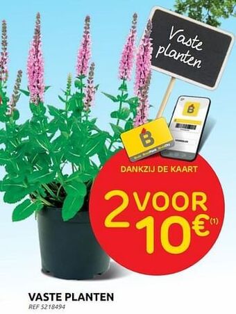Brico Vaste planten aanbieding