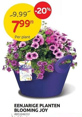 Brico Eenjarige planten blooming joy aanbieding