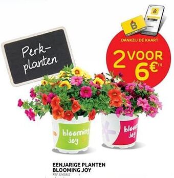 Brico Eenjarige planten blooming joy aanbieding