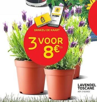 Brico Lavendel toscane aanbieding