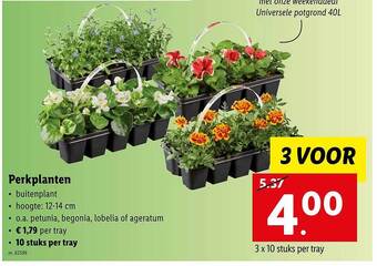 Lidl Perkplanten aanbieding