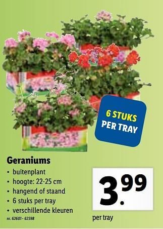 Lidl Geraniums aanbieding