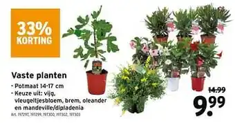 GAMMA Vaste planten aanbieding