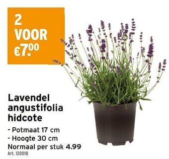 GAMMA Lavendel angustifolia hidcote aanbieding