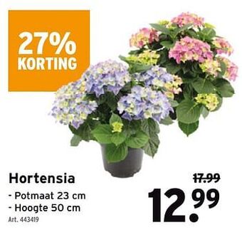 Hortensia
