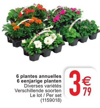 6 plantes annuelles 6 eenjarige planten