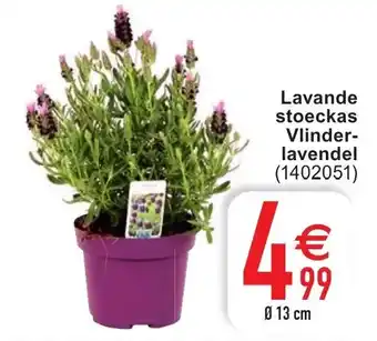 Cora Lavande stoeckas Vlinder lavendel aanbieding