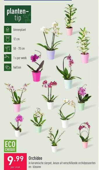 Orchidee