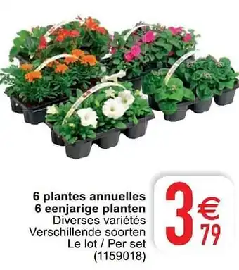 Cora 6 plantes annuelles 6 eenjarige planten aanbieding