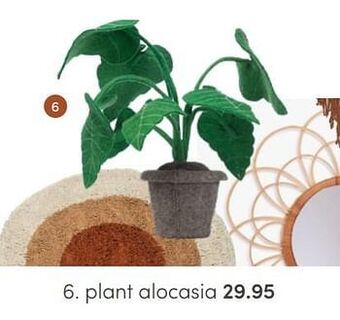 Plant alocasia