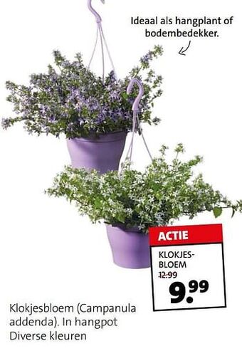 Klokjesbloem campanula addenda