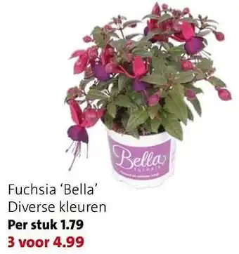 Intratuin Fuchsia bella aanbieding