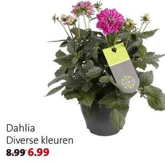 Intratuin Dahlia aanbieding