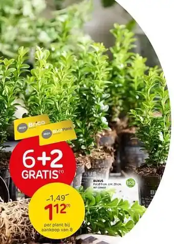 Brico Buxus 6+2 Gratis aanbieding