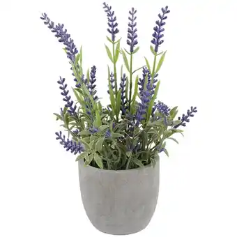 Lavendel in pot
