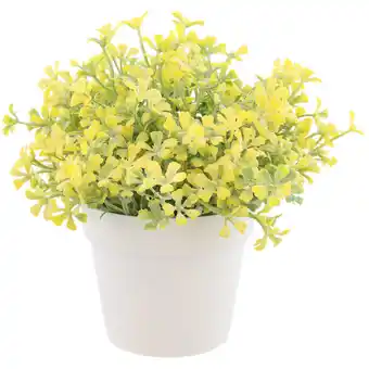 Campanula in pot