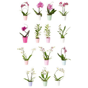 ALDI Orchidee aanbieding