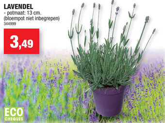 Hubo Lavendel aanbieding