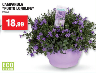 Hubo Campanula Porto Longlife aanbieding