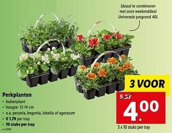 Lidl Perkplanten aanbieding