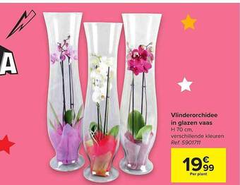 Carrefour Vlinderorchidee In Glazen Vaas aanbieding