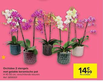 Carrefour Orchidee 2 Stengels Met Gelakte Keramische Pot aanbieding