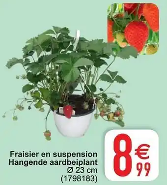 Cora Fraisier en suspension hangende aardbeiplant aanbieding