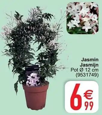 Jasmin jasmijn