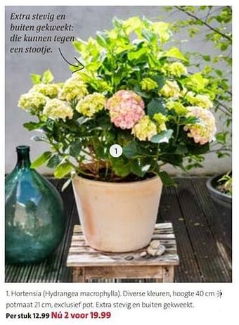 Hortensia hydrangea macrophylla