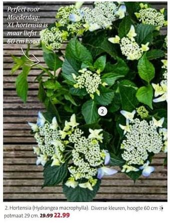 Intratuin Hortensia hydrangea macrophylla aanbieding