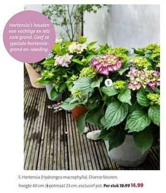Hortensia hydrangea macrophylla