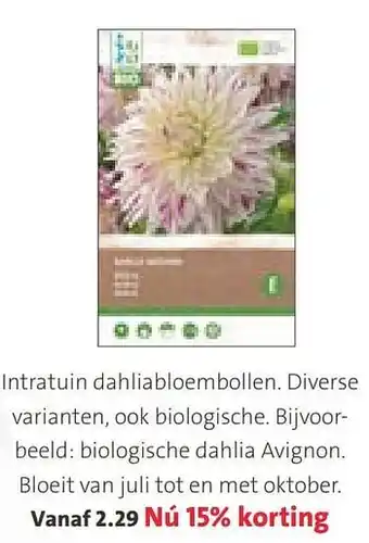 Intratuin Intratuin dahliabloembollen aanbieding